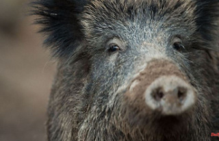 Mecklenburg-Western Pomerania: swine fever finds in...
