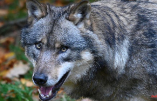 Baden-Württemberg: wolf discovered near Trochtelfingen:...