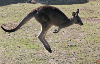 Thuringia: kangaroo hops across the street: rear-end...