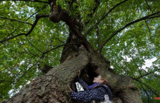 Saxony: Ancient Collmer lime tree is a national heritage...