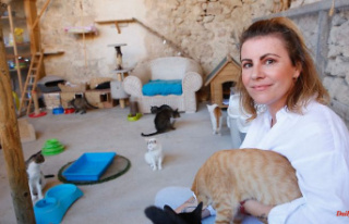 Cats Karma Mallorca: How an animal welfare organization...