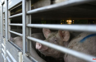 Saxony: So far over 1600 swine fever detections in...
