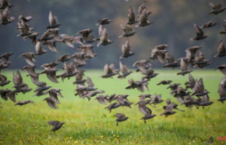 Baden-Württemberg: Swarms of starlings rest in the...