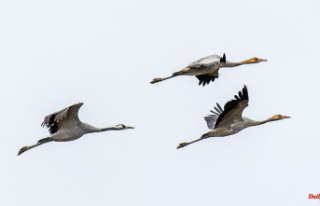Baden-Württemberg: Cranes move into the warm with...