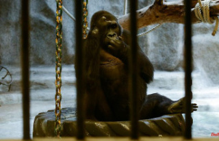 New concern for Bua Noi: Gorilla should be freed from...
