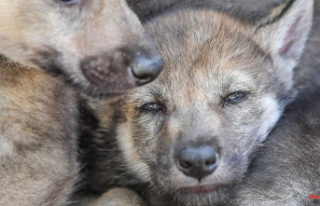 Thuringia: More wolf pups discovered in Thuringia's...