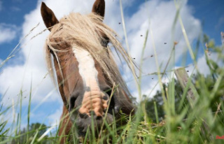 Baden-Württemberg: Unknown injured horse in paddock