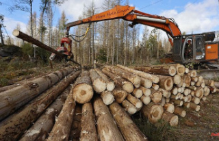 Bavaria: Expensive wood helps state forests to break...