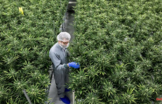 Big business with cannabis?: "Returns like growing...