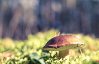 Baden-Württemberg: Good mushroom season in the southwest