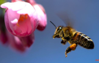 Baden-Württemberg: Honey harvest almost doubled thanks...
