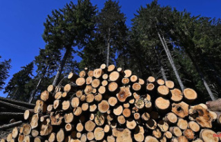 Thuringia: Frequent wood thieves in the Thuringian...