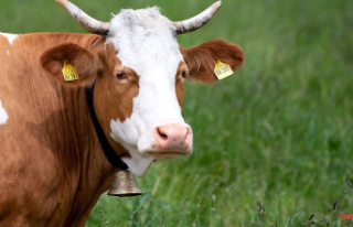 Bavaria: noise lawsuit dismissed: cowbells may continue...