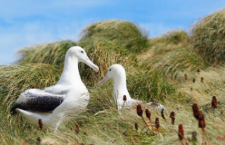 Authorities suspect theft: Albatross eggs disappeared...