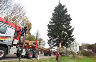 Bavaria: 50-year-old fir tree fell for the Munich...