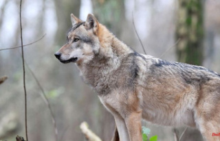 Parasite makes pack leader: Infection gives wolves...