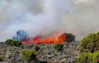 Habitat for flora and fauna: Kilimanjaro fires destroy...