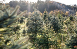 Bavaria: Christmas tree season opened in Bavaria