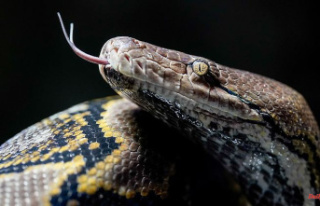 Python attack in Australia: constrictor drags toddler...
