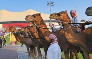 Sheik show with hollow slogans: feigned camel spectacle...