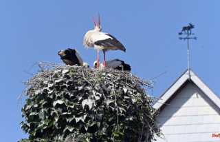Baden-Württemberg: more and more pairs of storks...