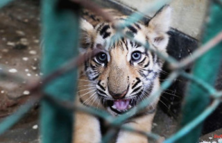 Police searched and determined: tiger baby in the...