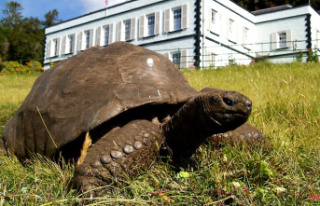 True survivor: the world's oldest tortoise is...