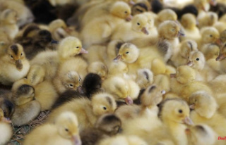 After the start of the shredder ban: Foodwatch: chicks...