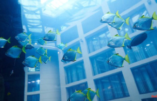 Huge aquarium burst: can the AquaDom fish still be...