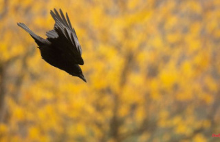 Baden-Württemberg: crows throwing stones destroy...