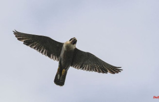 North Rhine-Westphalia: dead pair of peregrine falcons...