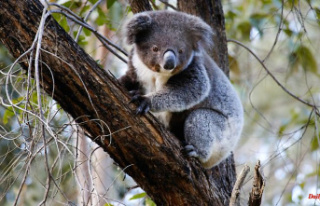 Victims of road accidents: Koalas locally threatened...