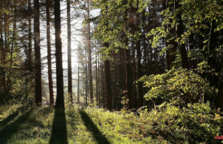 Mecklenburg-Western Pomerania: New forests: Around...