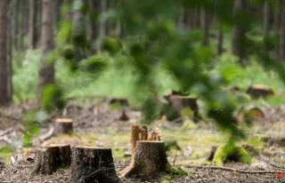 Saxony: wood thieves in Saxony's forests on the...