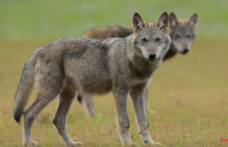 Saxony: Wolves are looking for warm shelter in the...
