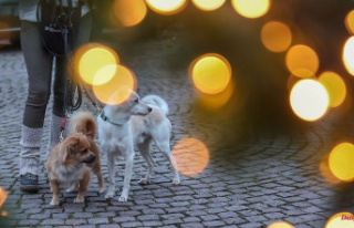 Saxony: Christmas markets for two and four-legged...