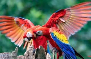 Endangered species from South America: Macaw named...