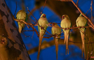 Hesse: Ring-necked parakeet population in Wiesbaden...
