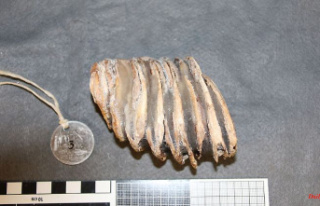 Thuringia: mammoth teeth successfully restored: return...