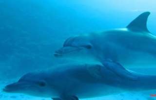 Driving prey into nets: Dolphins hunt together with...