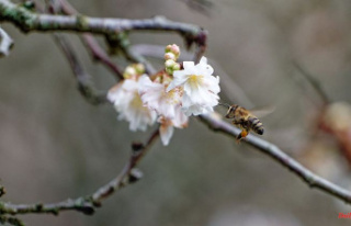 Thuringia: mild temperatures attract bees to collect...