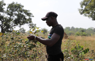 In Ivory Coast, a catastrophic year for cotton, ravaged...