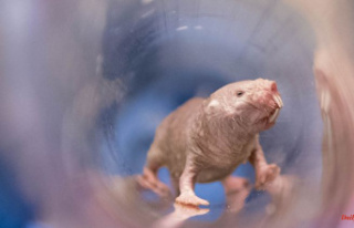 Another biological phenomenon: naked mole rats are...