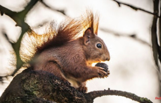 Animal triggers electric shock: squirrel paralyzes...