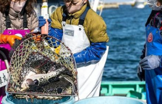 Fugu, fish of hope for fishermen in Fukushima