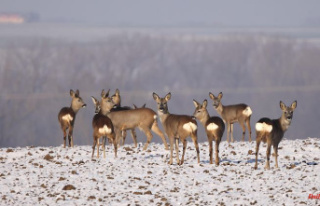 Shoot more deer: A culture war has broken out over...