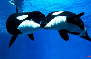 At a high cost: Orca mothers take care of sons for...