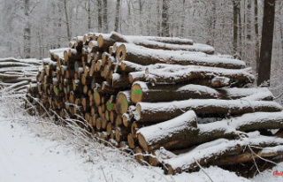 Thuringia: State Forestry Agency auctions precious...