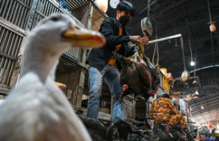 Avian flu: Cambodia rules out human-to-human transmission