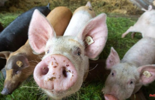 Thuringia: Thuringian pig farmers criticize federal...